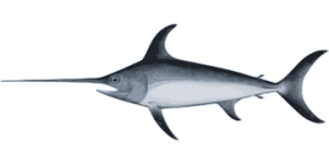 swordfish