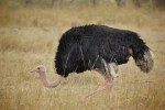 ostrich2