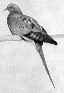 Passenger_pigeon