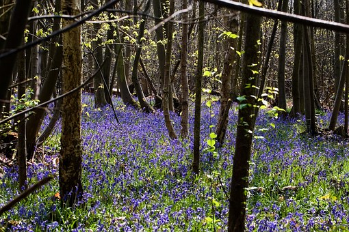 bluebells