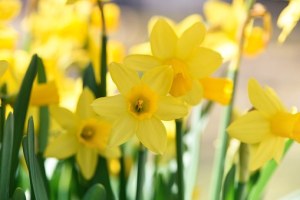 daffodils