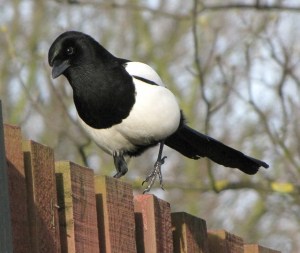 magpie
